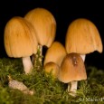 Experimenting with Flash I always enjoy photographing fungi and mushrooms in the Autumn months. Last Autumn (2009) I decided to experiment with two things in the macro field, that I had not greatly tried with fungi before. First I decided to shoot more wide open shots with less depth of field (though not...