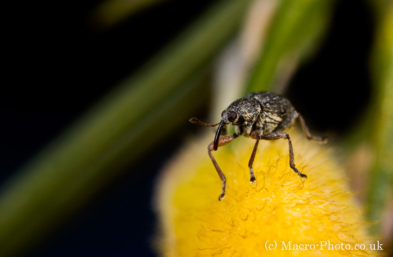 Weevil on Gorse 2 Weevil on Gorse 2
