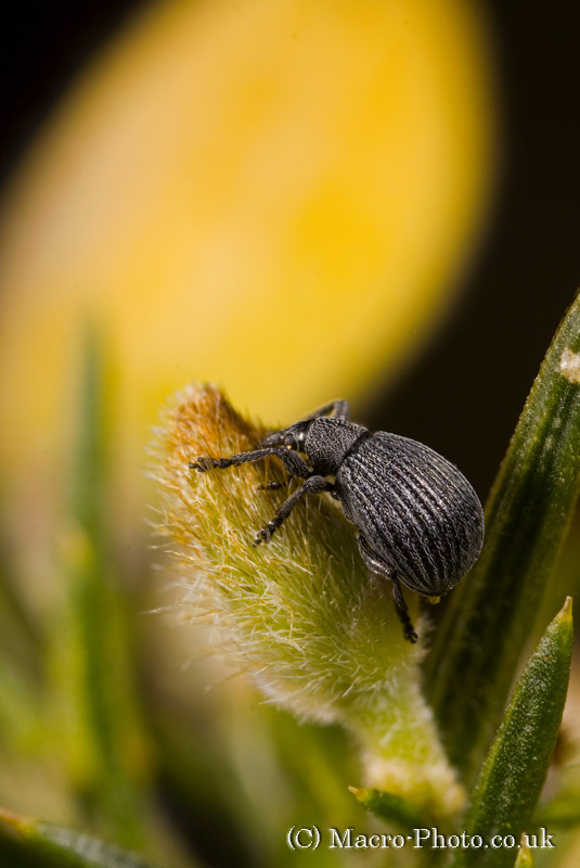 Stacked Weevil on Gorse Stacked Weevil on Gorse