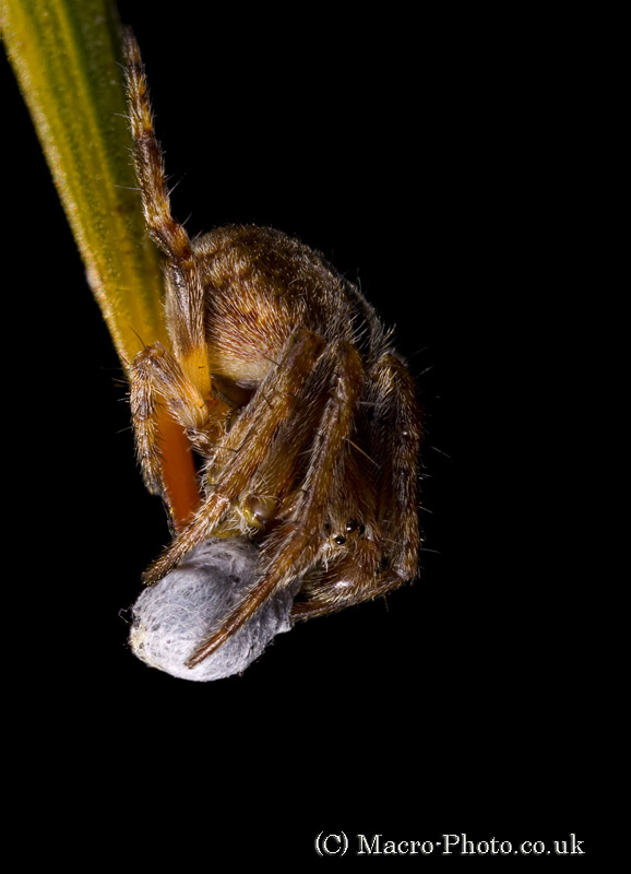 Stacked Spider and Prey Stacked Spider and Prey