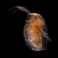 Taking Daphnia I took some shots of some “water fleas” or Daphnia on Sunday. I purchased some live Daphnia from a local aquarium centre for the whopping sum of 99p. I then extracted one of the Daphnia with a pipet in a tiny water drop and then placed it on a microscope...