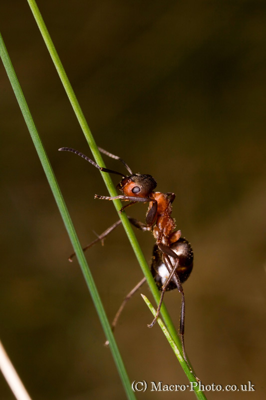 Wood Ant on Grass Wood Ant on Grass