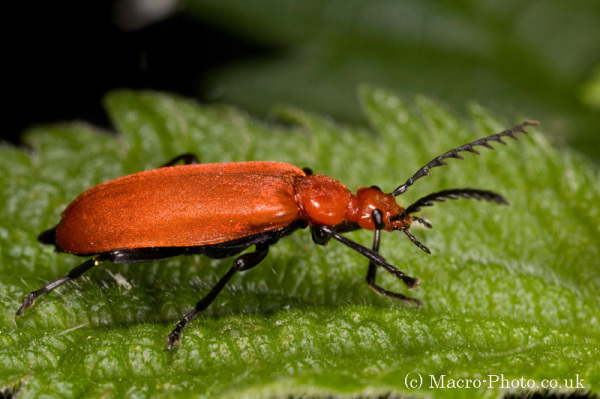 Cardinal Beetle on Leaf Cardinal Beetle on Leaf