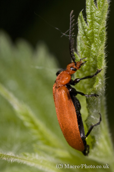 Cardinal Beetle climbing Leaf Cardinal Beetle climbing Leaf