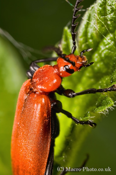 Cardinal Beetle on leaf close up Cardinal Beetle on leaf close up