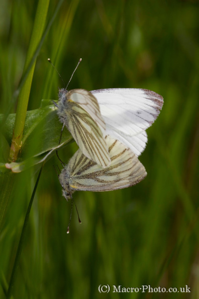 Mating Small White Butterflies