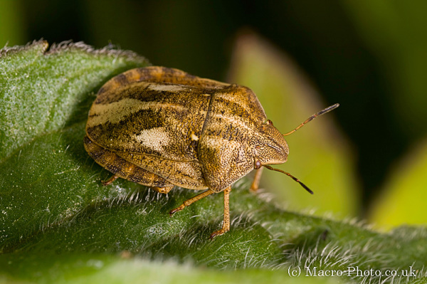Sheild Bug