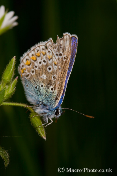 Common Blue