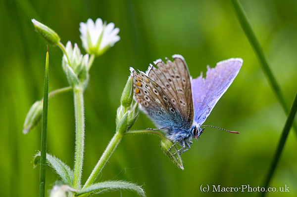 Common Blue