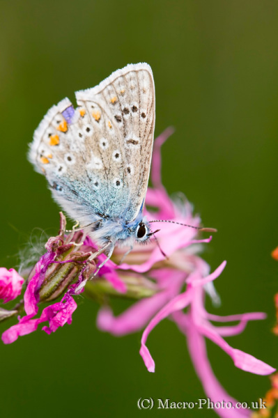 Common Blue on flower