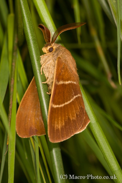 Fox Moth - Macrothylacia rubi.