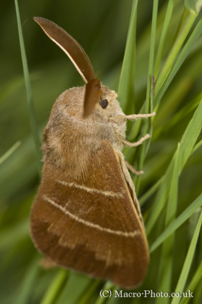 Fox Moth - Macrothylacia rubi