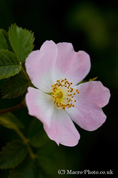 Wild Rose Wild Rose