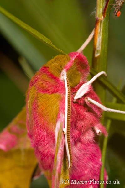 Small Elephant Hawk Moth - Deilephila porcellus and intruders. Small Elephant Hawk Moth - Deilephila porcellus and intruders.