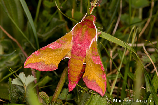 Small Elephant Hawk Moth - Deilephila porcellus Small Elephant Hawk Moth - Deilephila porcellus