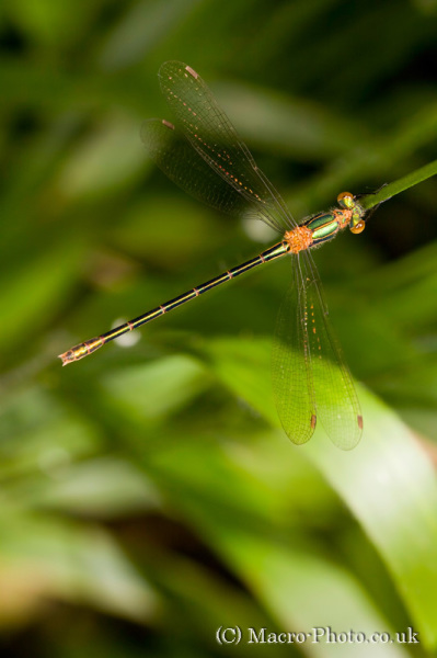 Damselfly taken at Kilwood