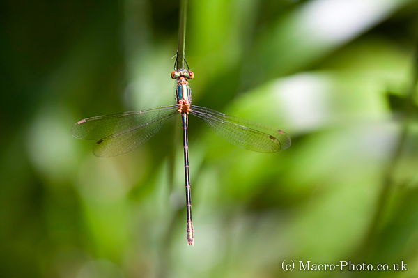 Damselfly taken at Kilwood