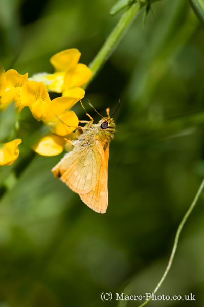 Large Skipper - Ochlodes faunus - taken at Kilwood