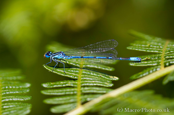 Damselfly taken at Kilwood