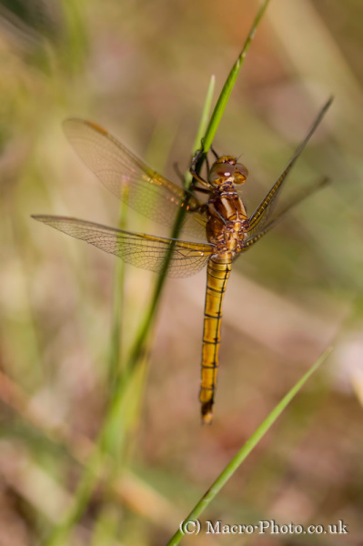 Dragonfly taken at Kilwood