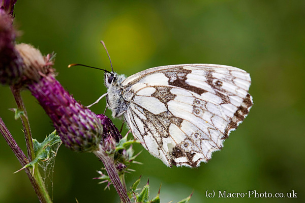 Marbled White - Melanargia galathea Marbled White - Melanargia galathea