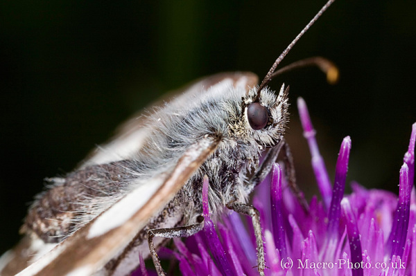 Marbled White - Melanargia galathea - 1x Close Up Marbled White - Melanargia galathea