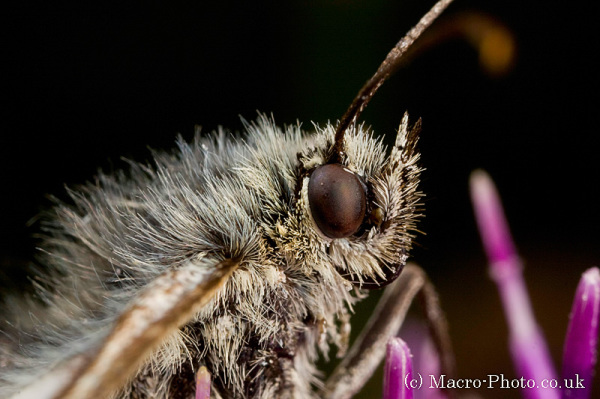 Marbled White - Melanargia galathea - 3x Close Up Marbled White - Melanargia galathea