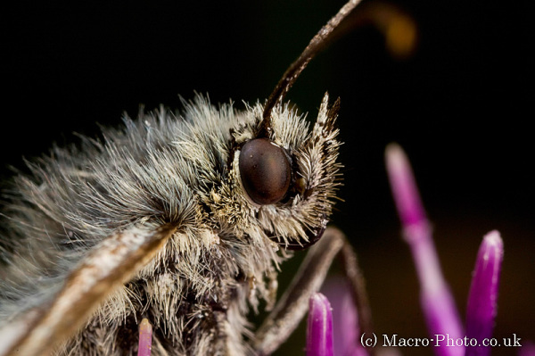 Marbled White - Melanargia galathea - 4x Close Up Marbled White - Melanargia galathea