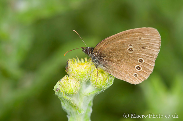 Ringlet - Aphantopus hyperantus Ringlet - Aphantopus hyperantus