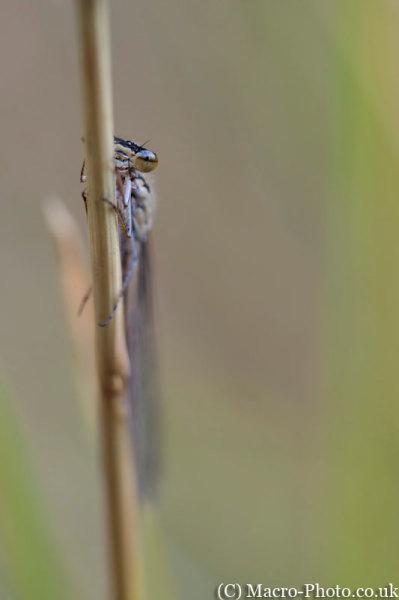 Enallagma cyathigerum - Common Blue Damselfly (female)