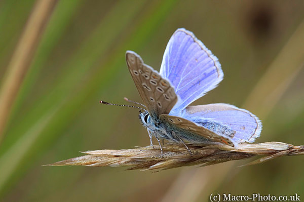 Common Blue - Polyommatus icarus - Male