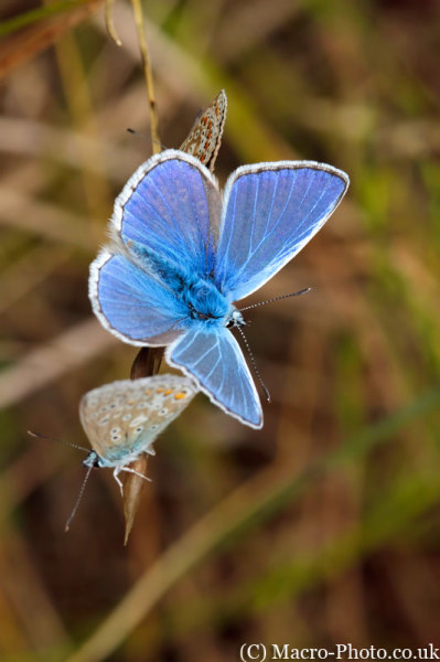 Trio of Common Blues - Polyommatus icarus