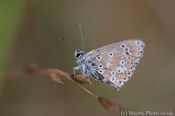 Common Blue - Polyommatus icarus