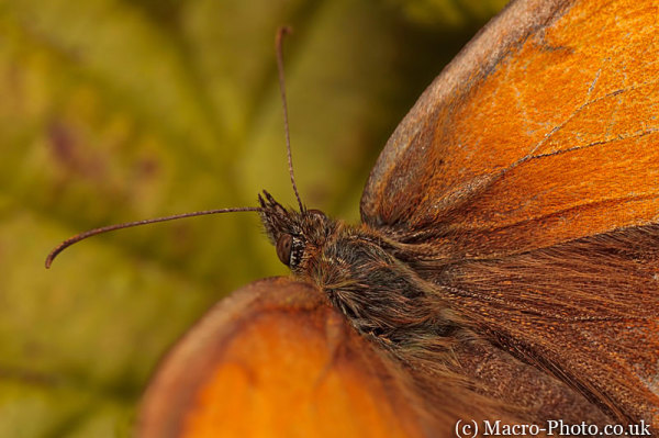 Gatekeeper - Pyronia tithonus - Closeup