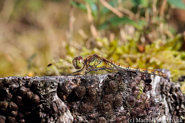 Sympetrum striolatum - Common Darter (Female)