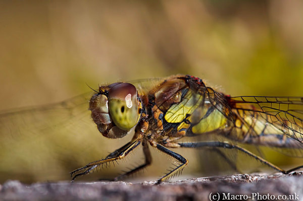 Sympetrum striolatum - Common Darter (Female) - Closeup