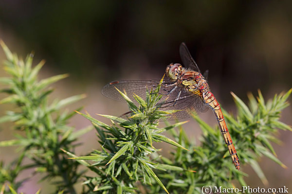 Sympetrum striolatum - Common Darter (Female)