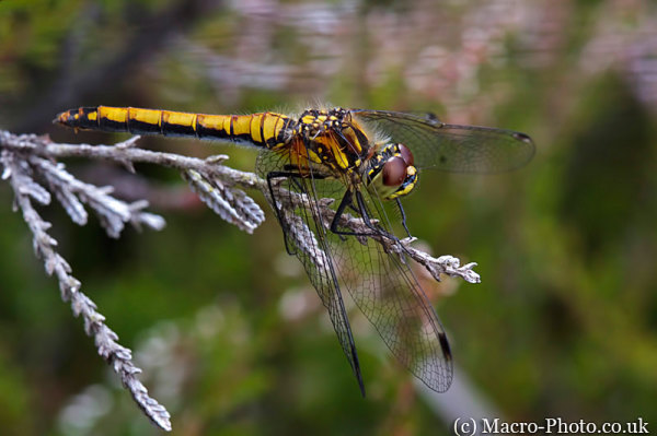 Sympetrum danae - Black Darter (Female)
