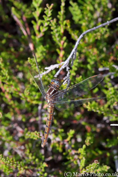 Orthetrum coerulescens - Keeled Skimmer - Female
