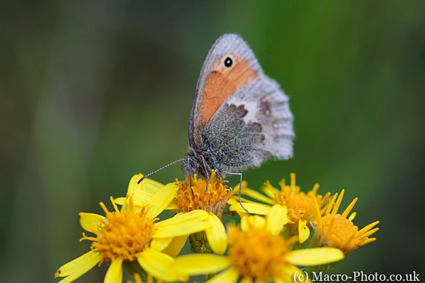 Small Heath - Coenonympha pamphilus Small Heath - Coenonympha pamphilus