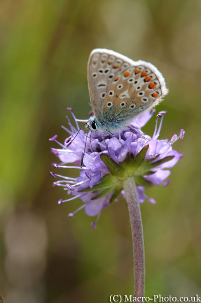 Common Blue - Polyommatus icarus Common Blue - Polyommatus icarus
