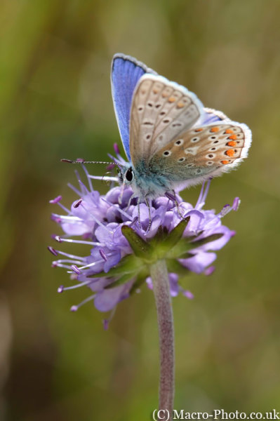 Common Blue - Polyommatus icarus Common Blue - Polyommatus icarus