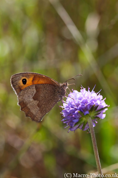 Meadow Brown - Maniola jurtina Meadow Brown - Maniola jurtina