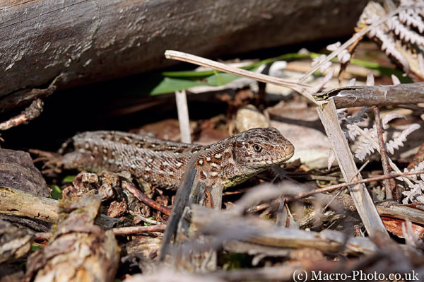 Common Lizard - Lacerta vivipara Common Lizard - Lacerta vivipara
