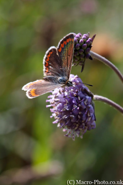 Small Copper - Lycaena phlaeas Small Copper - Lycaena phlaeas