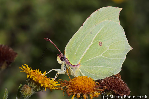 Brimstone - Gonepteryx rhamni Brimstone - Gonepteryx rhamni