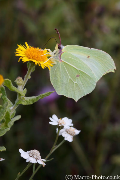 Brimstone - Gonepteryx rhamni Brimstone - Gonepteryx rhamni