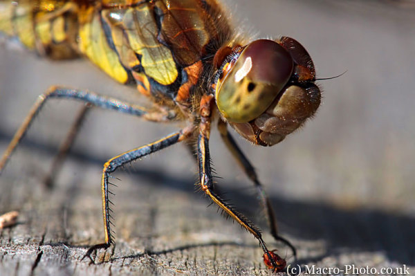 Common Darter Female - Sympetrum striolatum Common Darter Female - Sympetrum striolatum