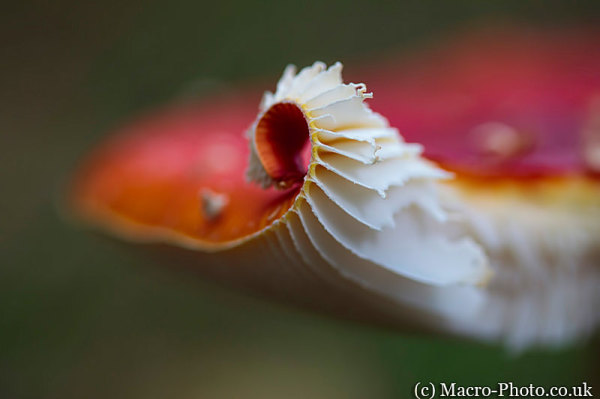 Abstract Fly Agaric Abstract Fly Agaric
