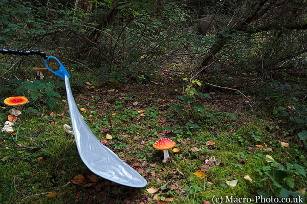 Fly Agaric with Reflector Setup